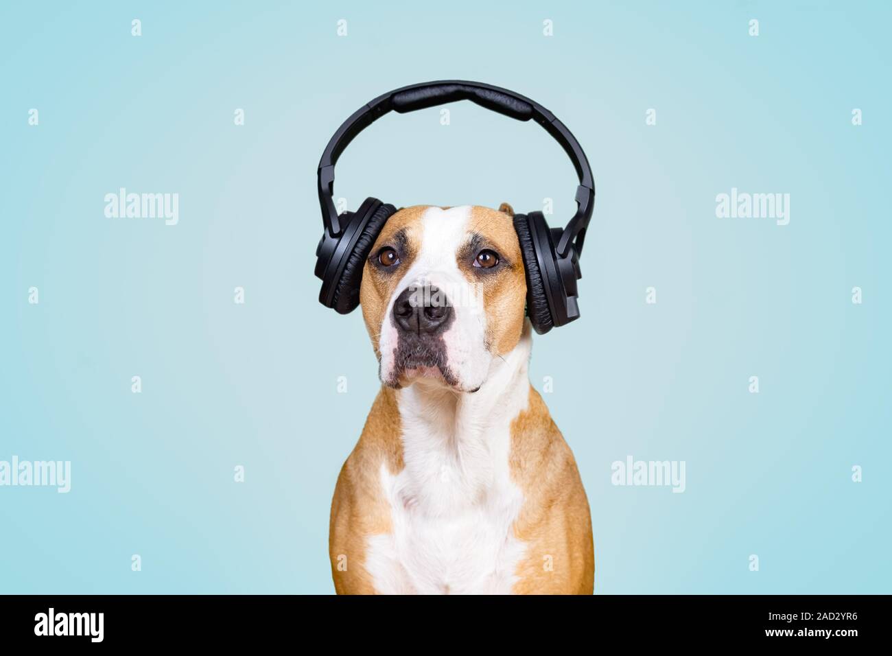 Hund in Kopfhörer mit Geräuschminimierung, blau isoliert Hintergrund. Das Konzept der Haustiere die Angst vor lauten Geräuschen oder Feuerwerk Stockfoto