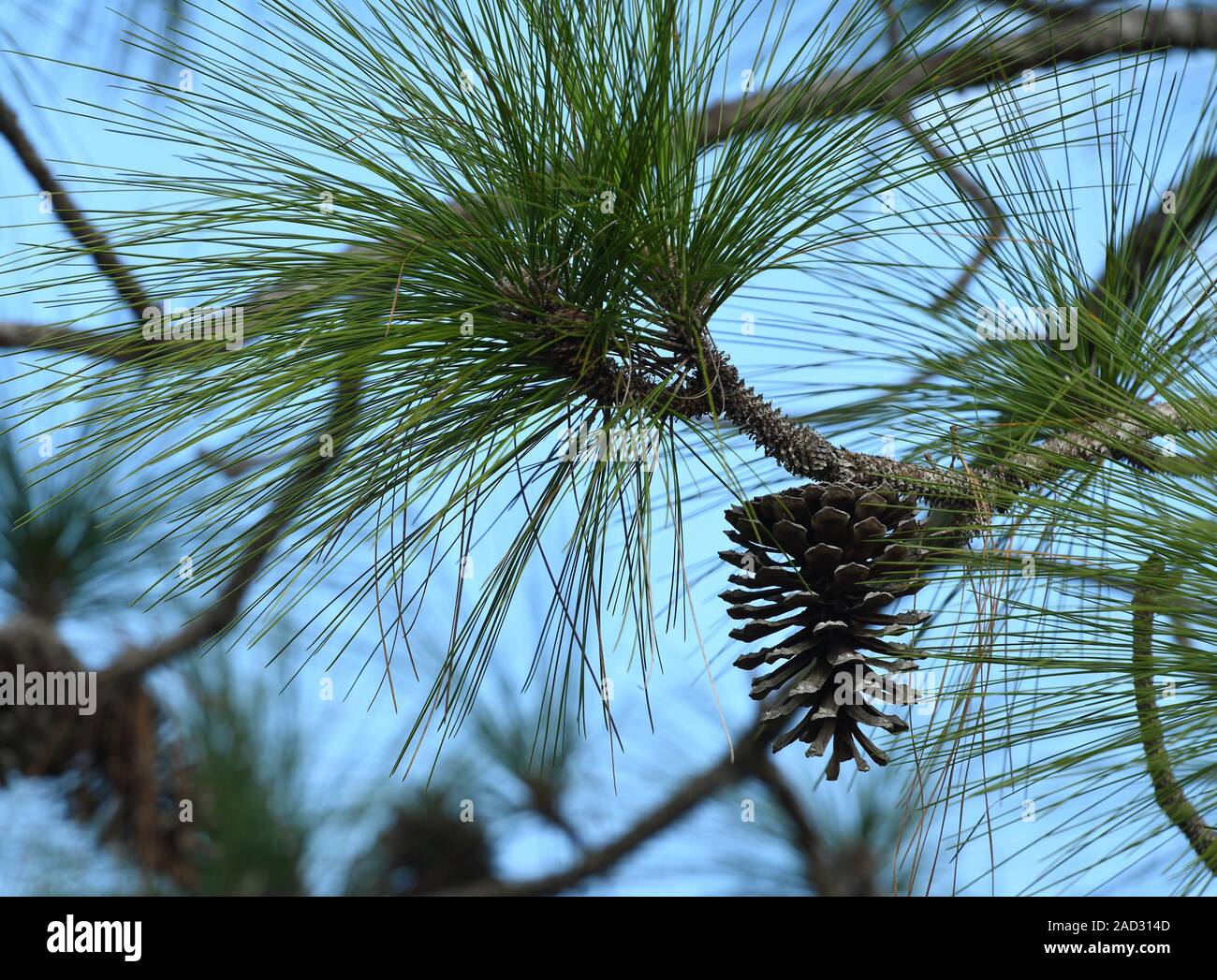 The Nature Conservancy ist 11.500 Hektar großen Disney Wilderness Preserve in der Nähe von Kissimmee, Florida hat Natur und Wandern. Stockfoto