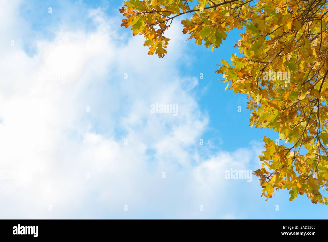 Gelb Herbst Laub vor blauem Himmel und weißen Wolken Stockfoto