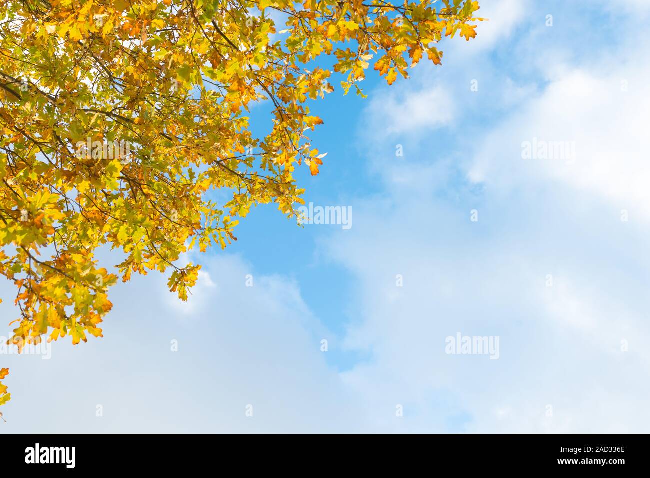 Oak Tree Branches - Gelb Herbst Laub vor blauem Himmel und weißen Wolken Stockfoto
