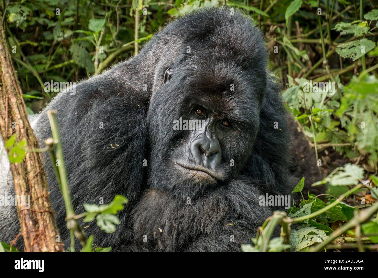 Silverback Mountain Gorilla Verlegung in die Blätter. Stockfoto