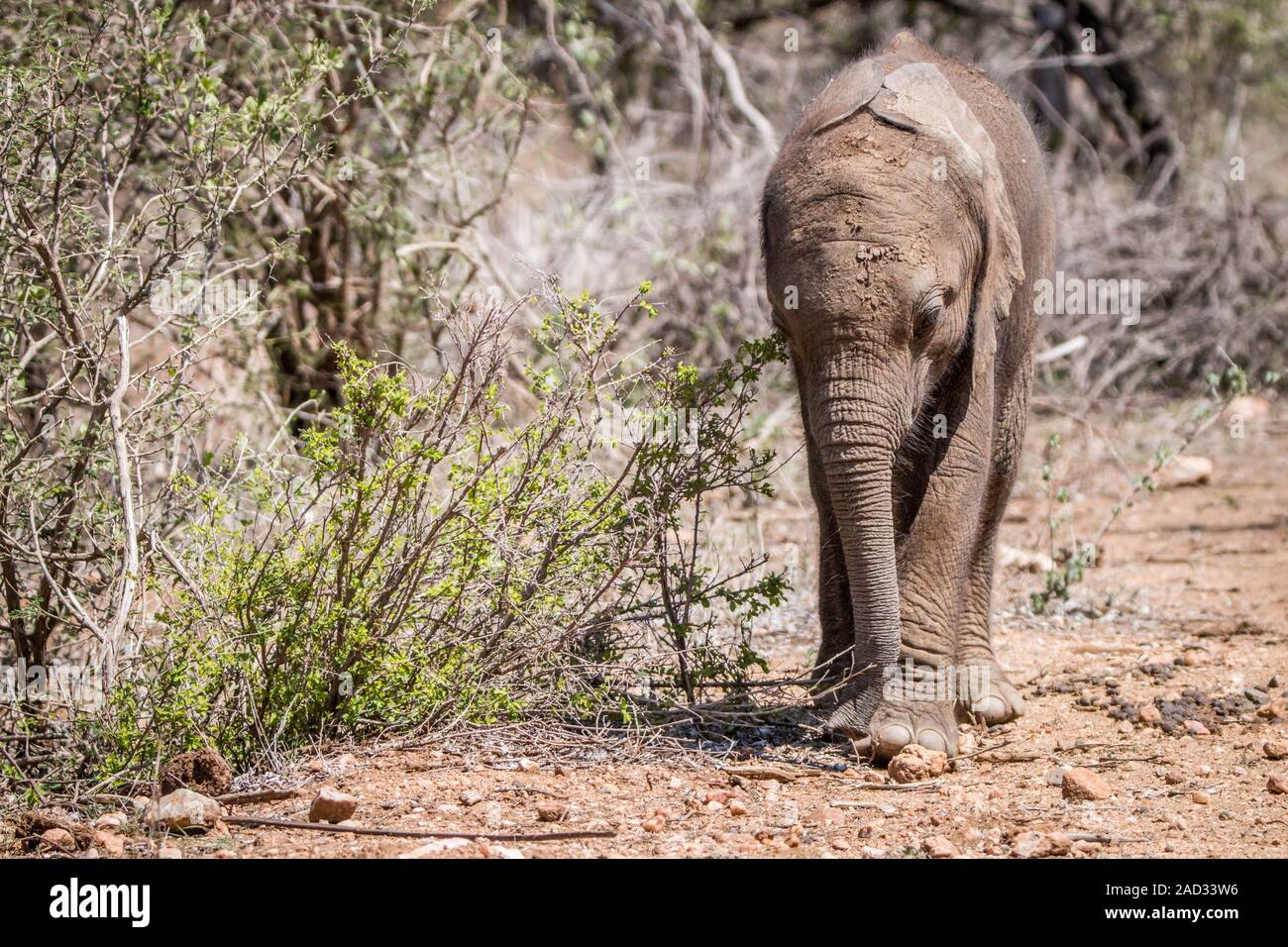 Baby Elefant zu Fuß in Richtung der Kamera. Stockfoto