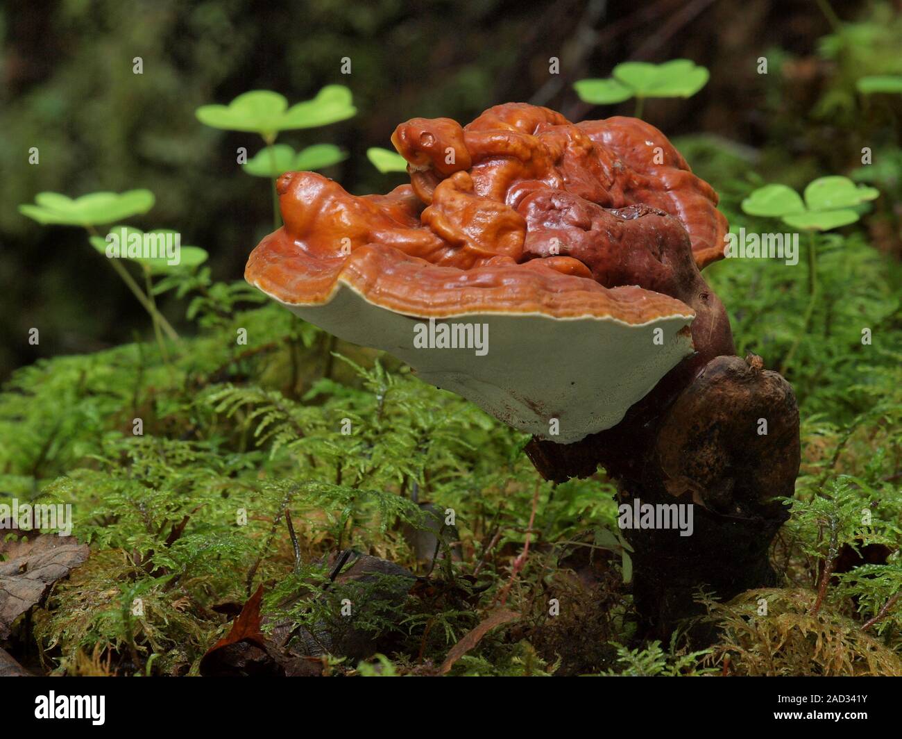 Rot, Ganoderma lucidum Reishi Stockfoto