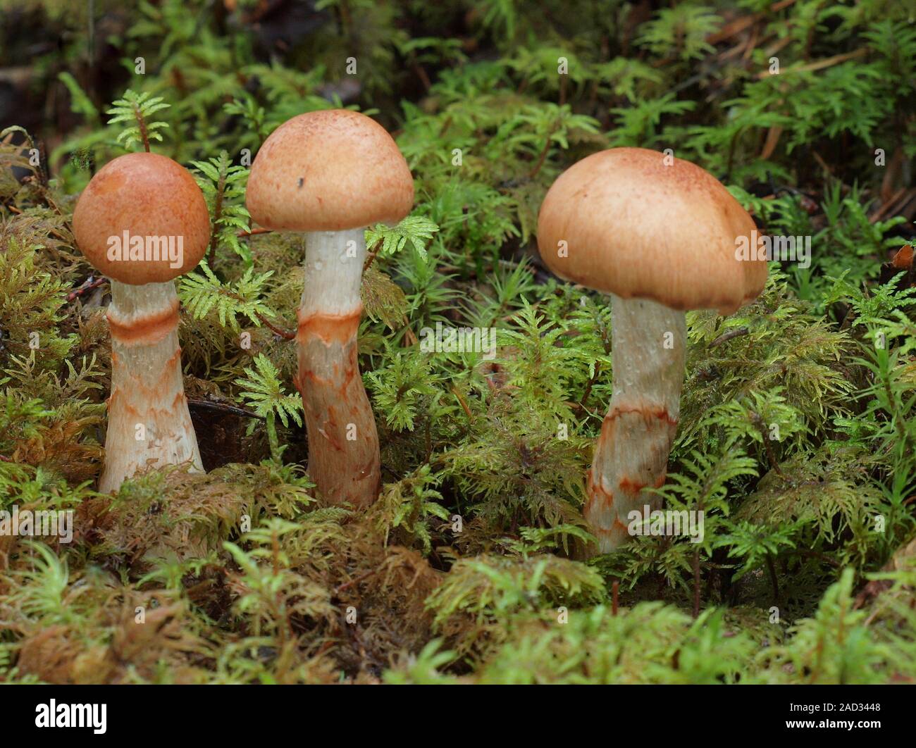 Red-banded cortinarius Cortinarius armillatus,, Stockfoto