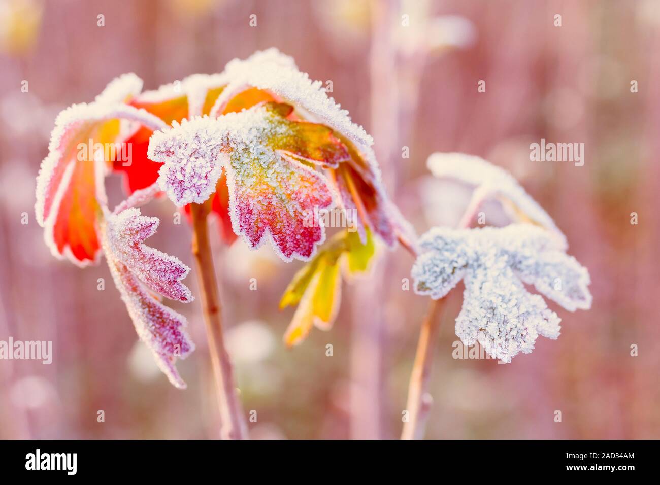 Frozen Autumn Leaves - geringe Tiefenschärfe - Abstrakte pulsierender Hintergrund Stockfoto