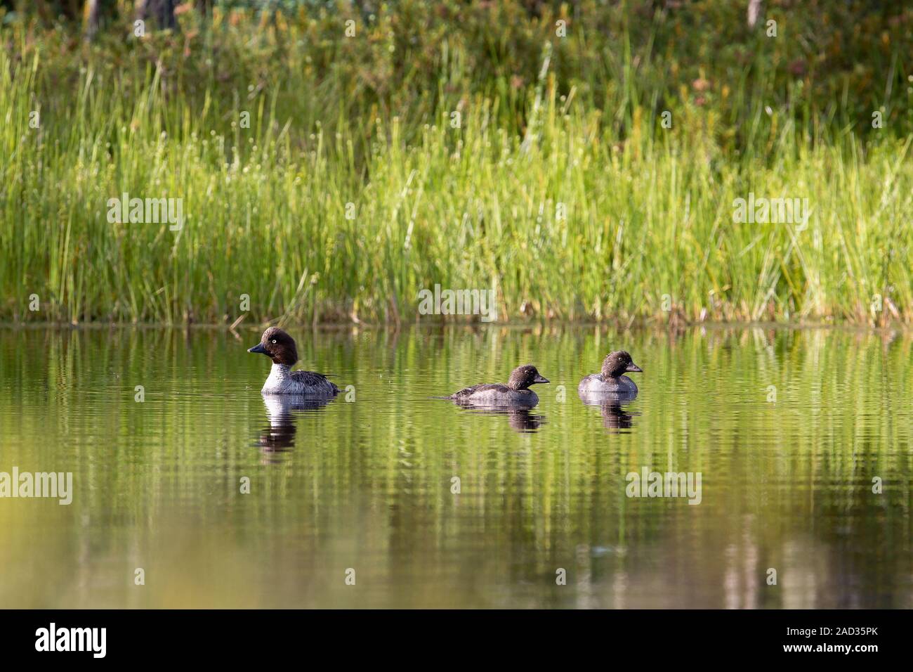 Goldeneye Mutter mit Küken auf einem Teich Stockfoto
