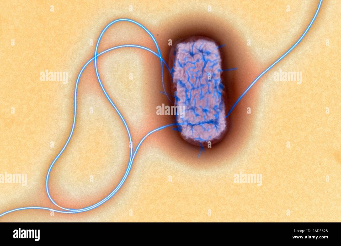 E. coli O 55 Bakterium. Farbige Transmission Electron Micrograph (TEM
