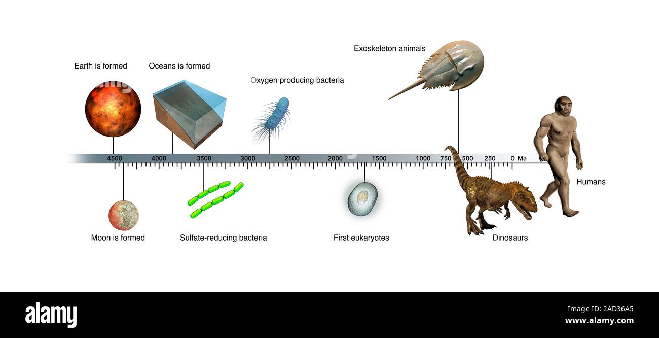 Evolution der Erde timeline. Computer Darstellung einer Zeitleiste, die  Evolution der Erde, von der Entstehung (ganz links) auf die Entstehung von  Modus Stockfotografie - Alamy