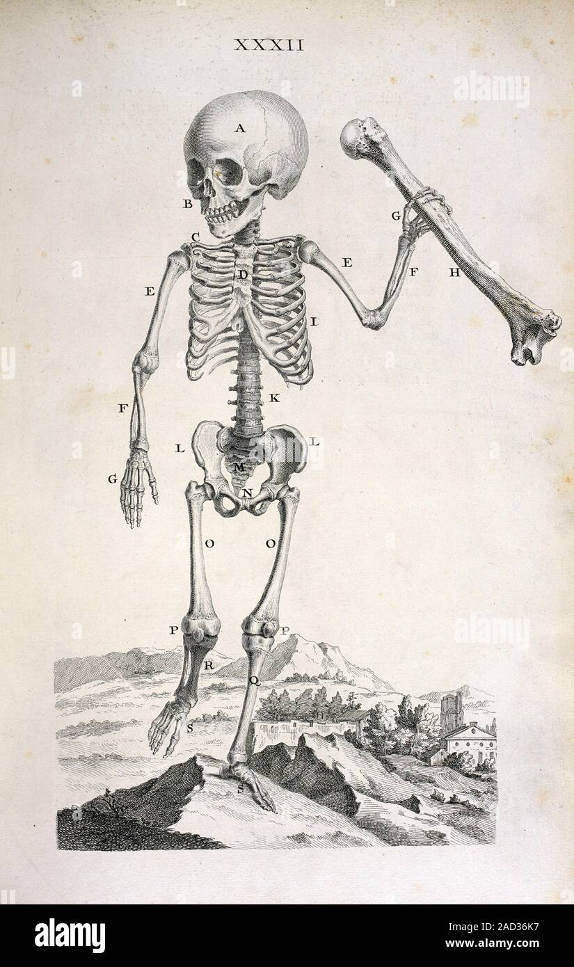 Kind Skelett. 18. jahrhundert Abbildung: das Skelett eines 1,5 Jahre ...