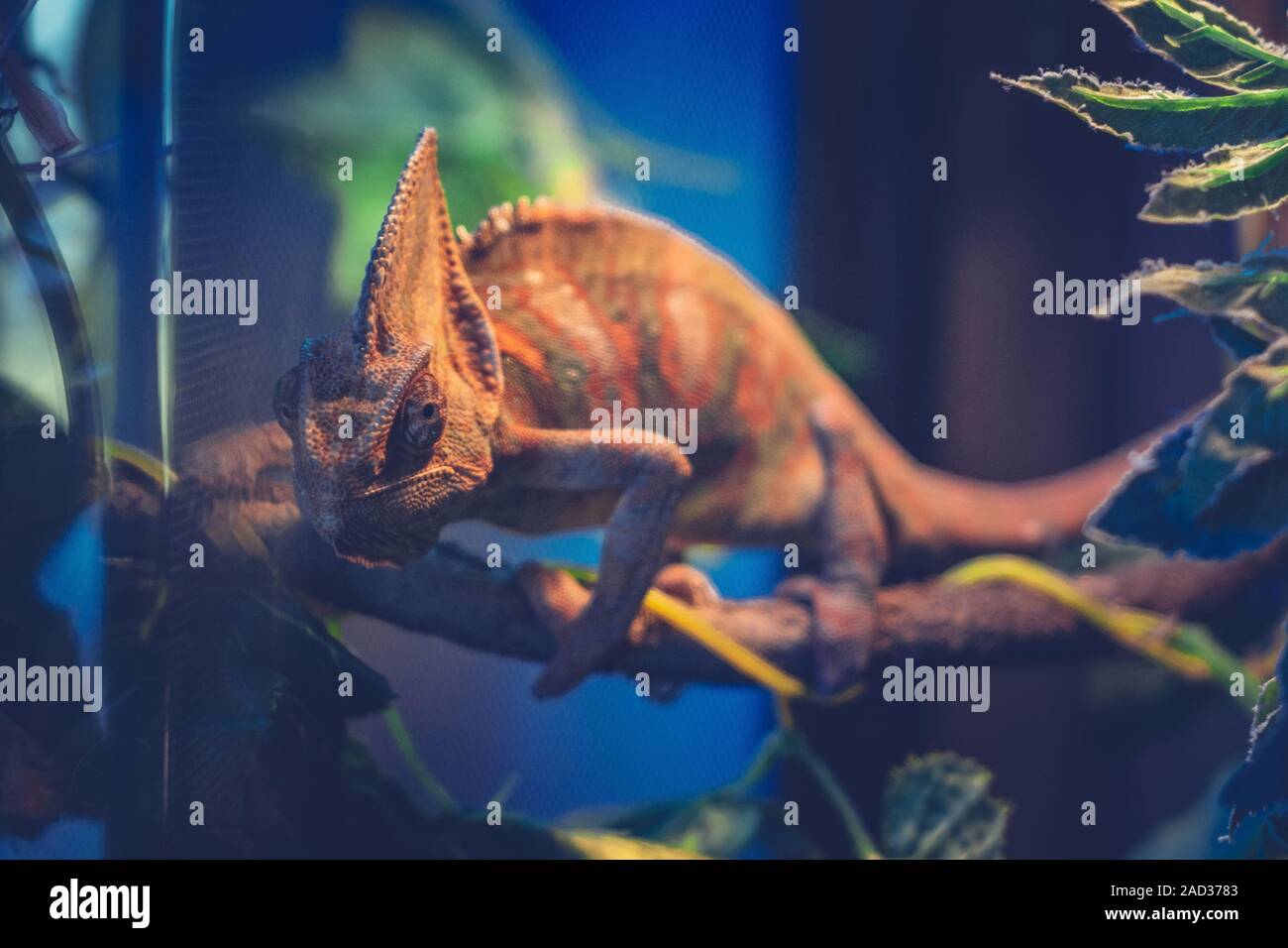 Chamäleon rot und orange in der Nahaufnahme von terrarium Reptil Eidechse Stockfoto