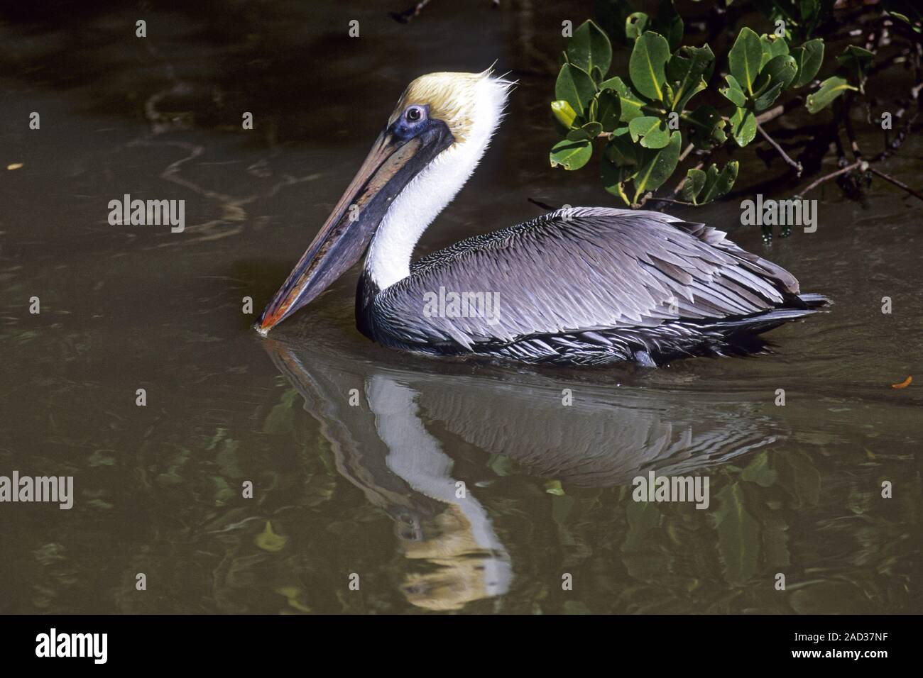 Brown pelican leben in Herden von beiden Geschlechtern während des ganzen Jahres - (Foto nach Vogel) Stockfoto
