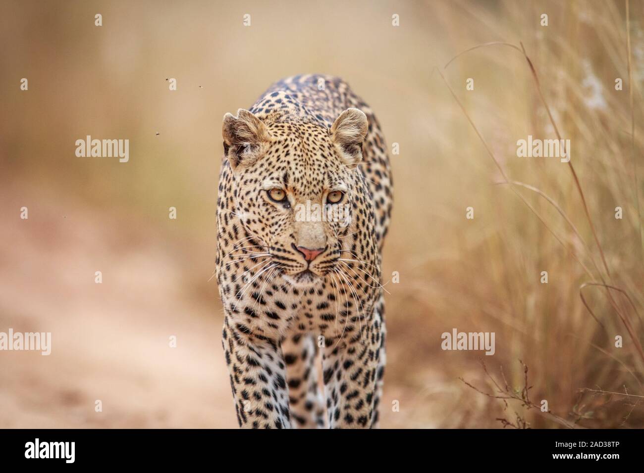 Leopard zu Fuß in Richtung der Kamera. Stockfoto