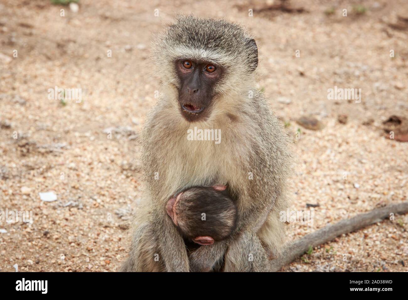 Mutter Meerkatze mit Baby. Stockfoto