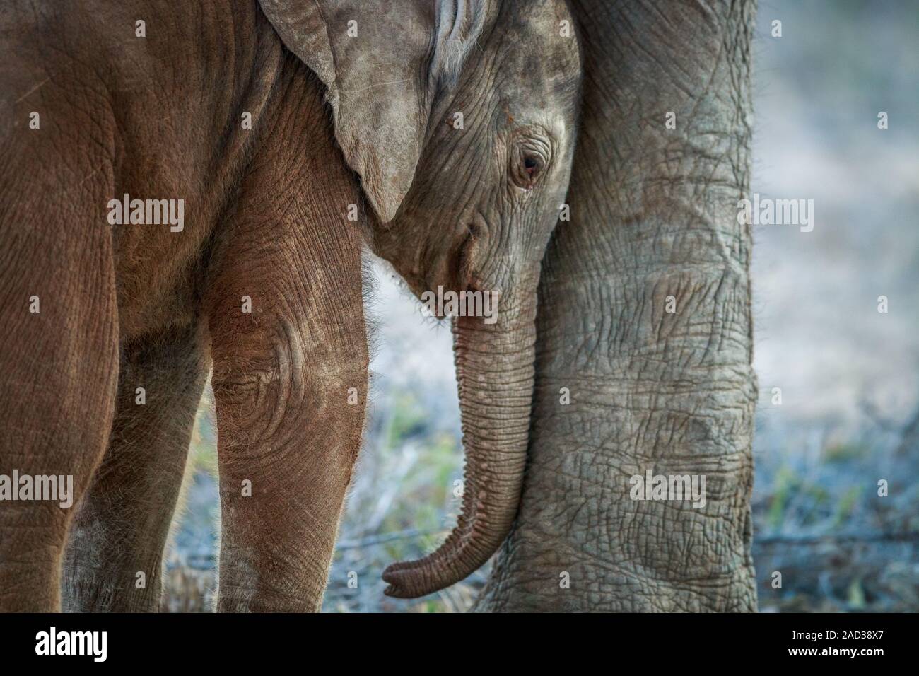 Baby Elephant zwischen den Beinen der Mutter. Stockfoto
