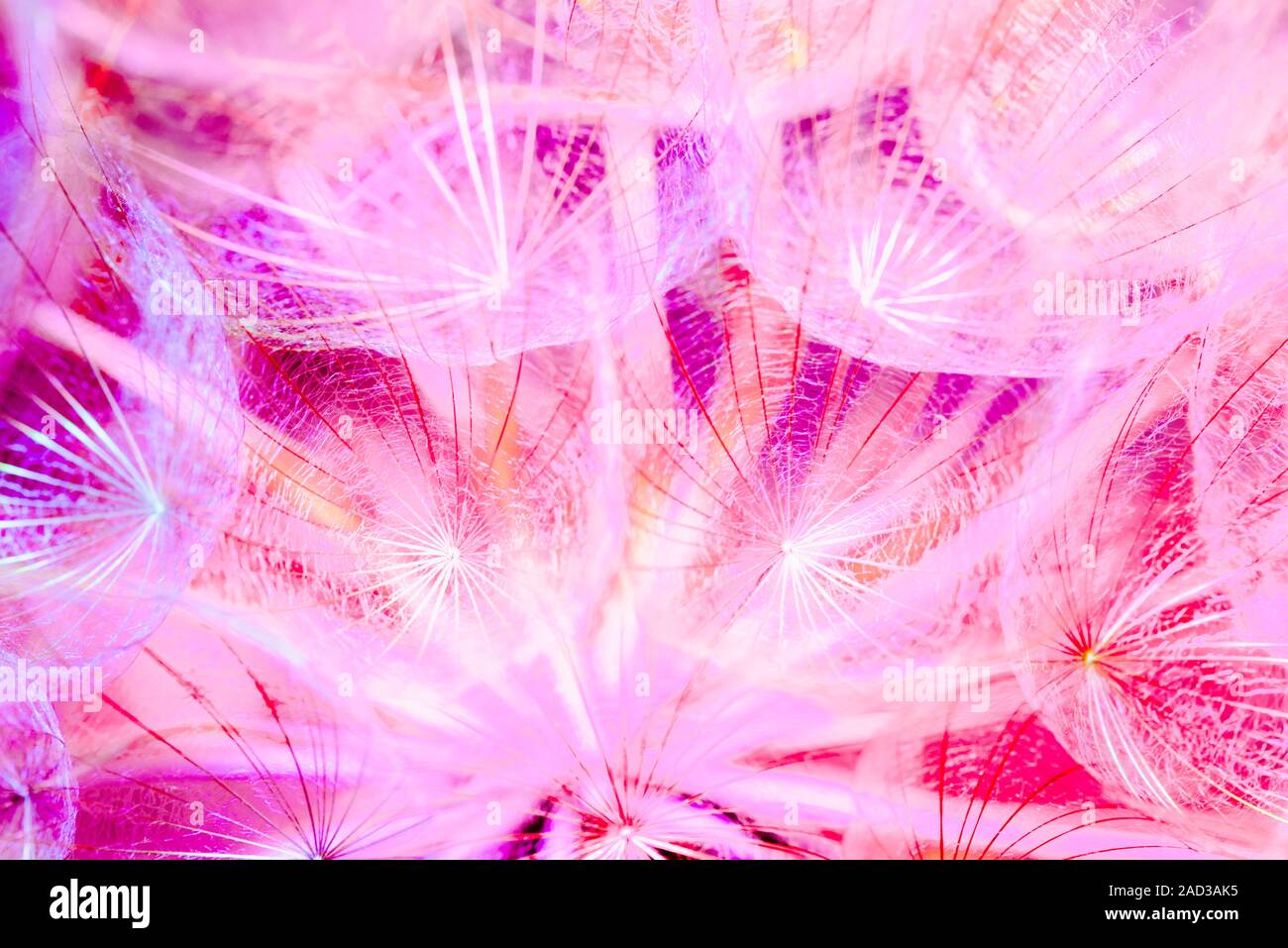 Bunten Pastell Hintergrund - anschauliche abstrakte Blume Löwenzahn Stockfoto