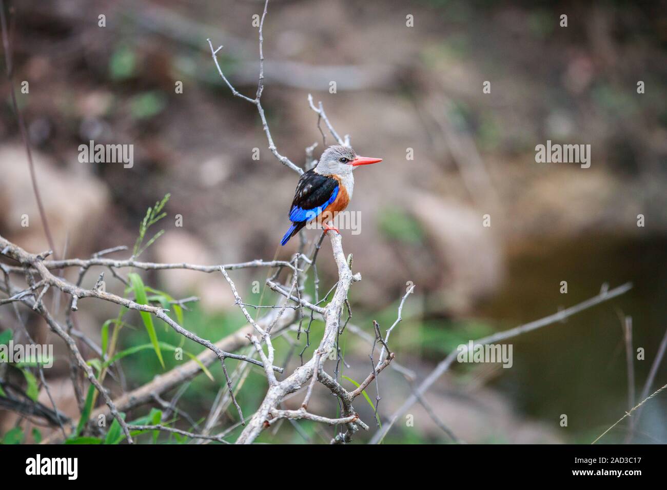 Graue Kingfisher sitzen auf einem Ast. Stockfoto