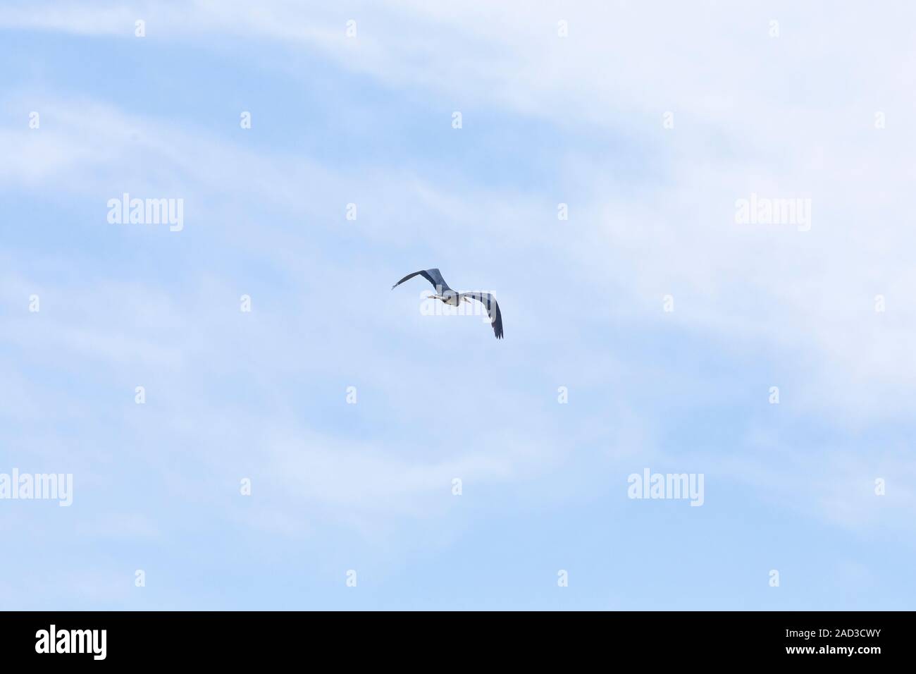 - Héron cendré Graureiher (Ardea cinerea), Auvergne, Frankreich. Stockfoto