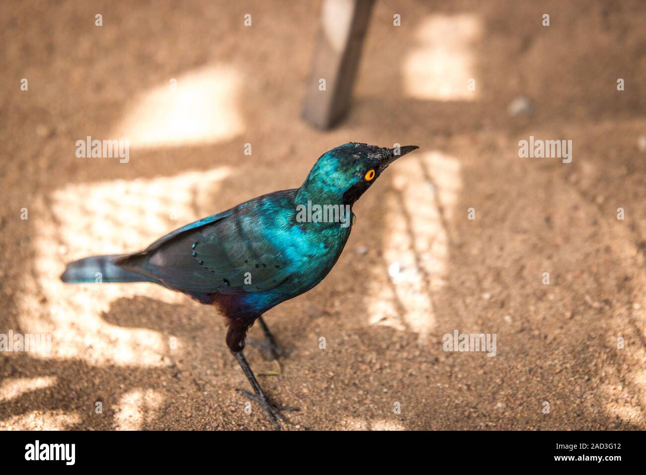 Cape glänzend Starling im Kruger National Park, Südafrika. Stockfoto