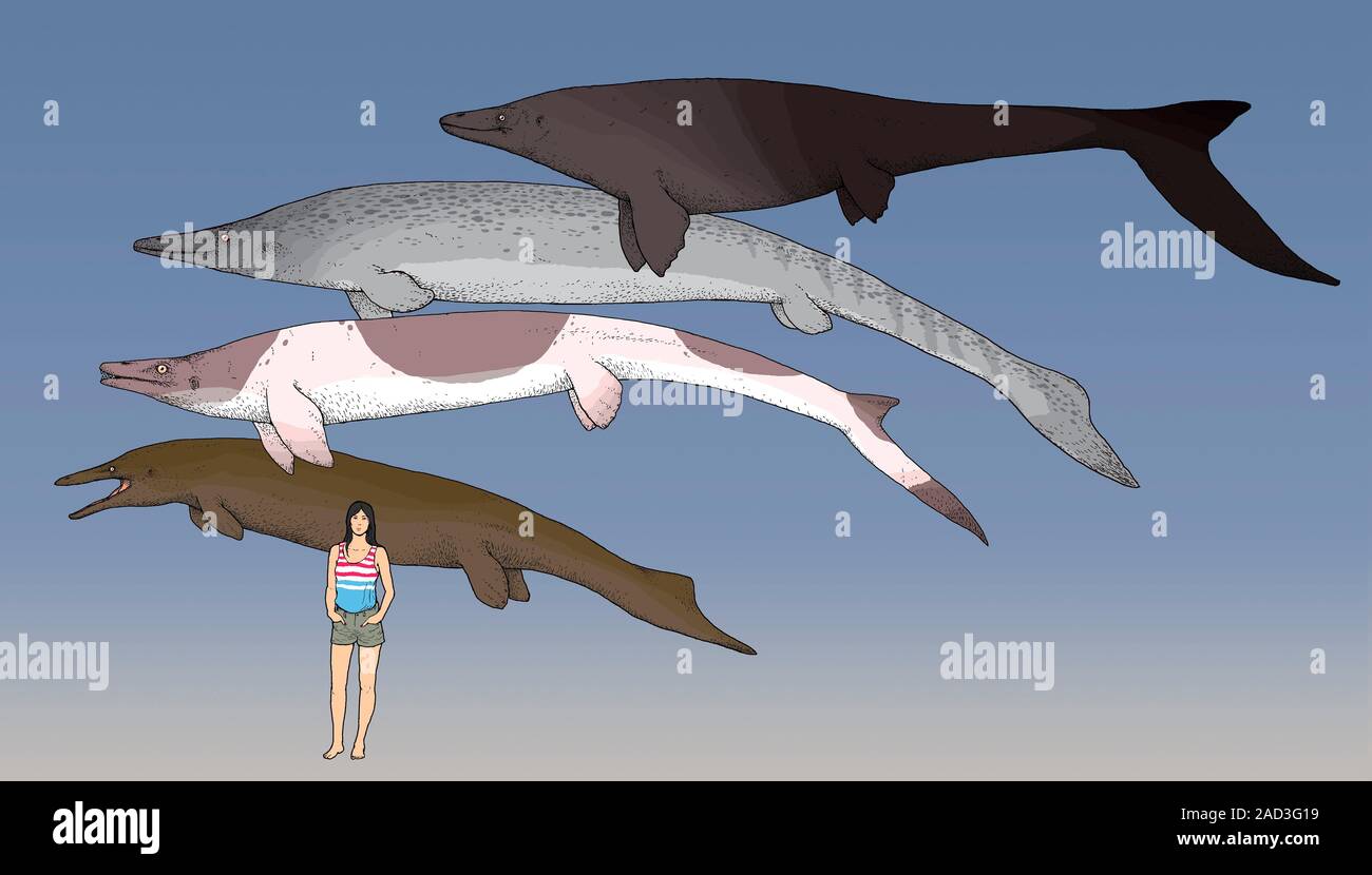Mosasaur prähistorischen marine Reptilien. Computer Abbildung: Vergleich der Größe und Darstellung von vier Arten von mosasaur mit, dass von einer Frau. Mosasa Stockfoto
