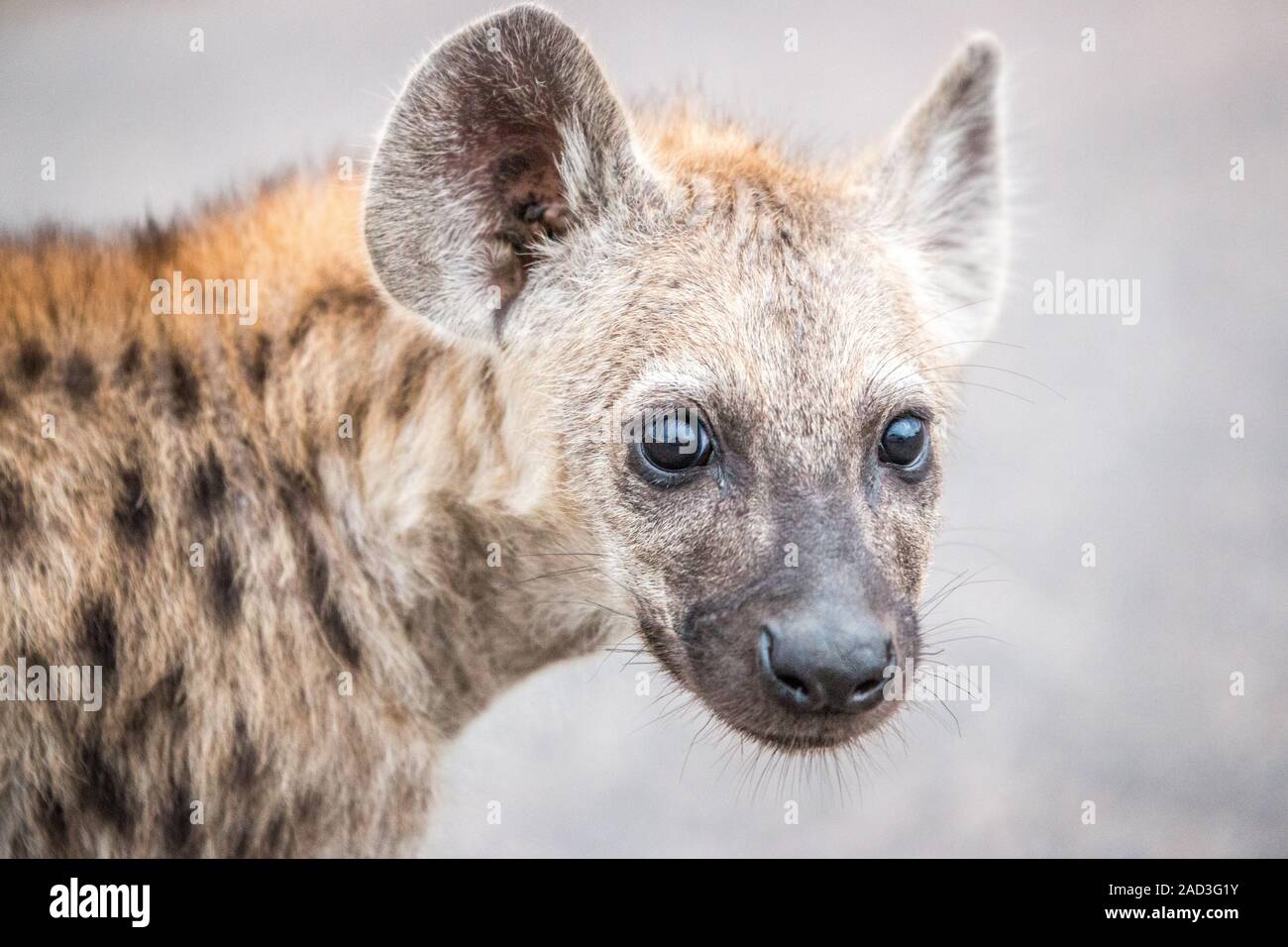 Baby Hyäne beschmutzt. Stockfoto