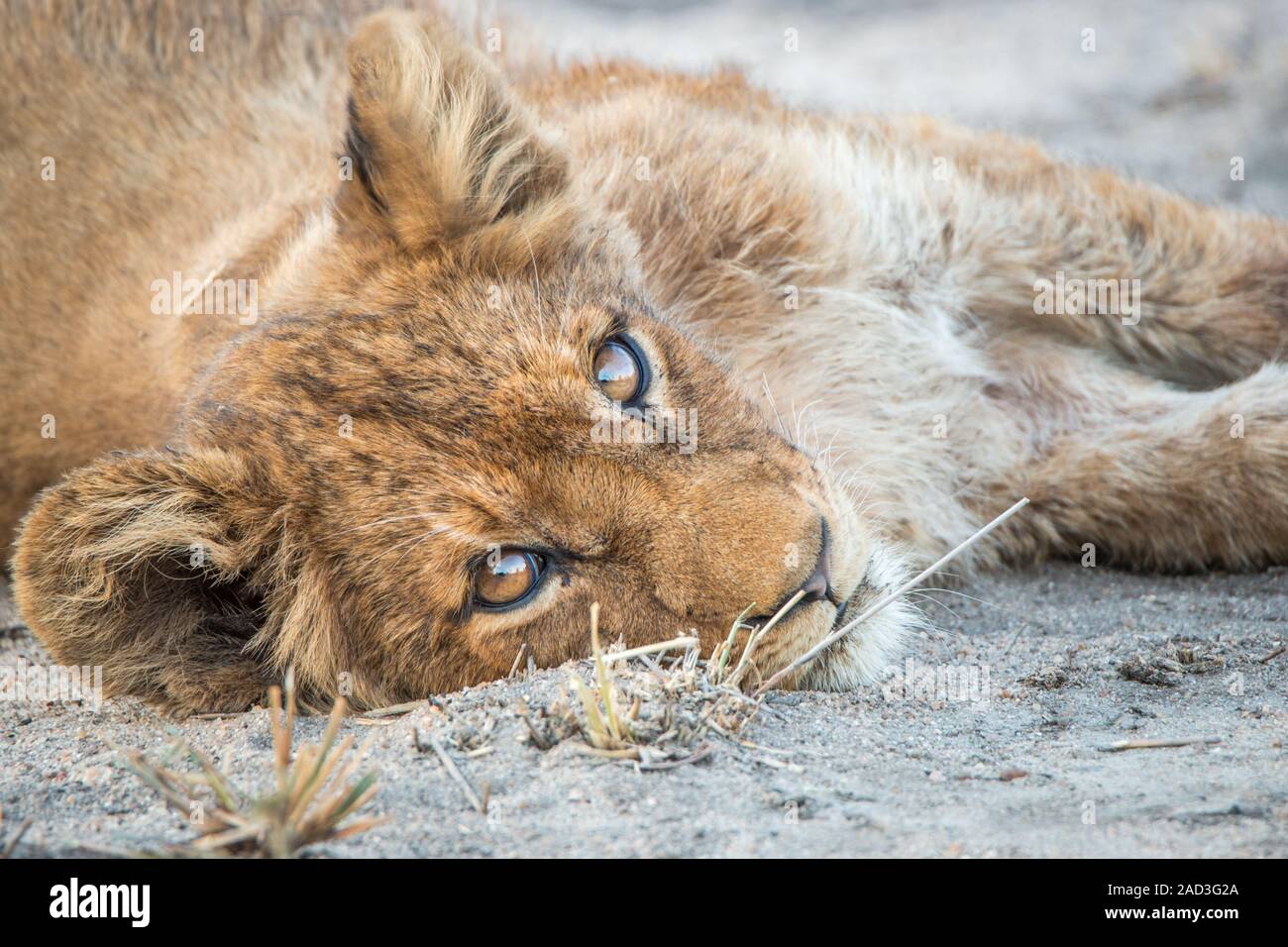 Entspannende Lion Cub. Stockfoto