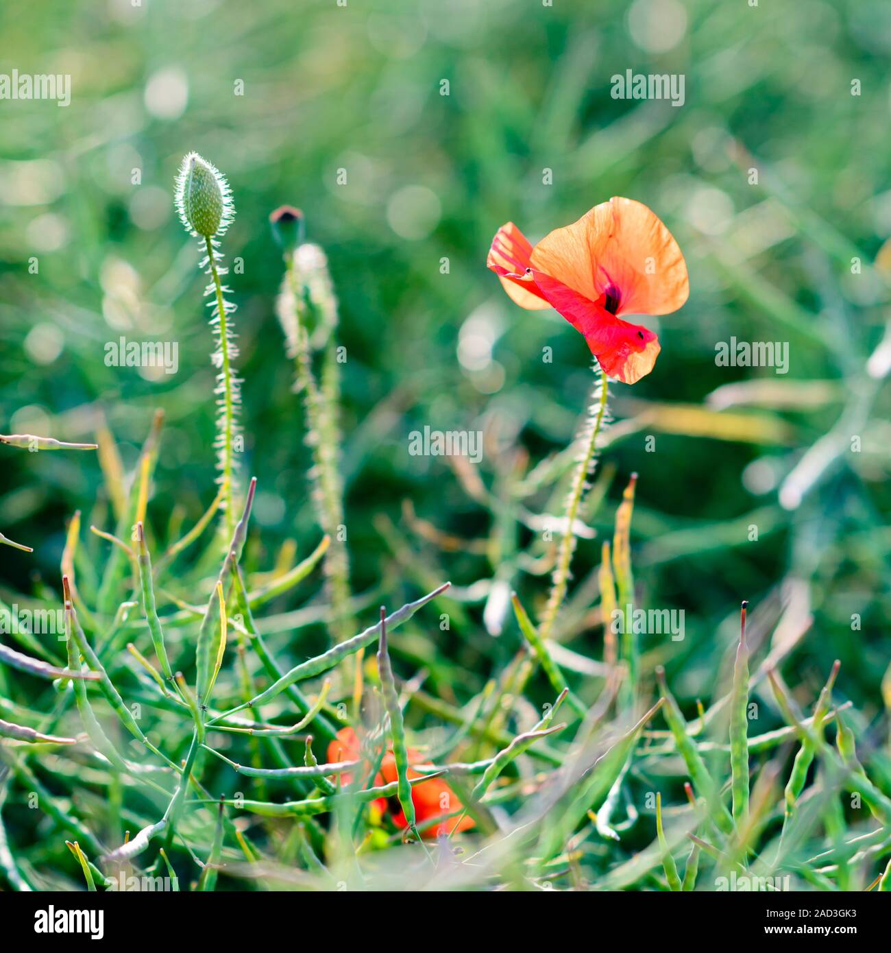 Wilder Mohn Blume Stockfoto