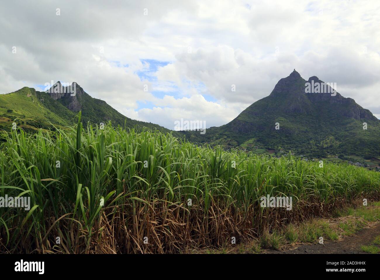 Mauritius, Zuckerrohr Feld an der markanten Berg Pieter sowohl Stockfoto