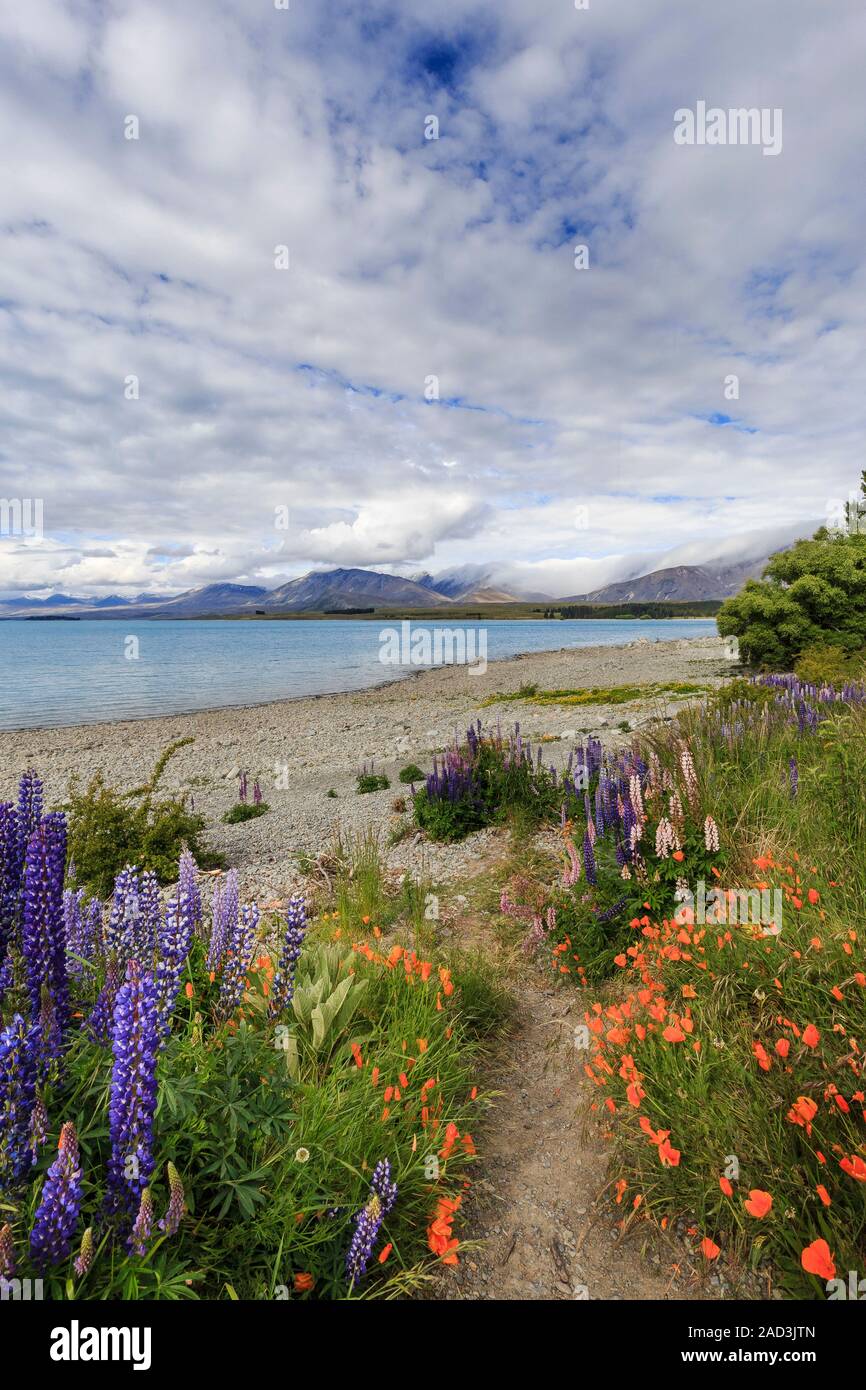 Schmutz weg durch Lupinen (Lupinus polyphyllus) und Kalifornischer Mohn (Eschscholzia californica) am Lake Tekapo, Südinsel, Neuseeland. Stockfoto