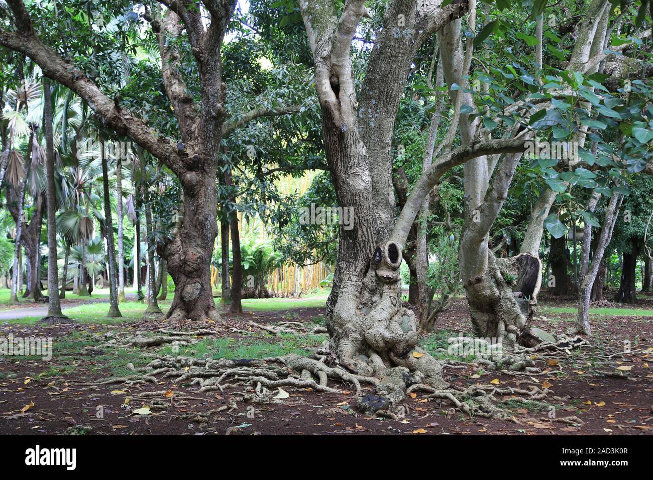 Mauritius, Botanischer Garten, Laterne, Laterne Baum, Hernandia nymphaeifolia Stockfoto