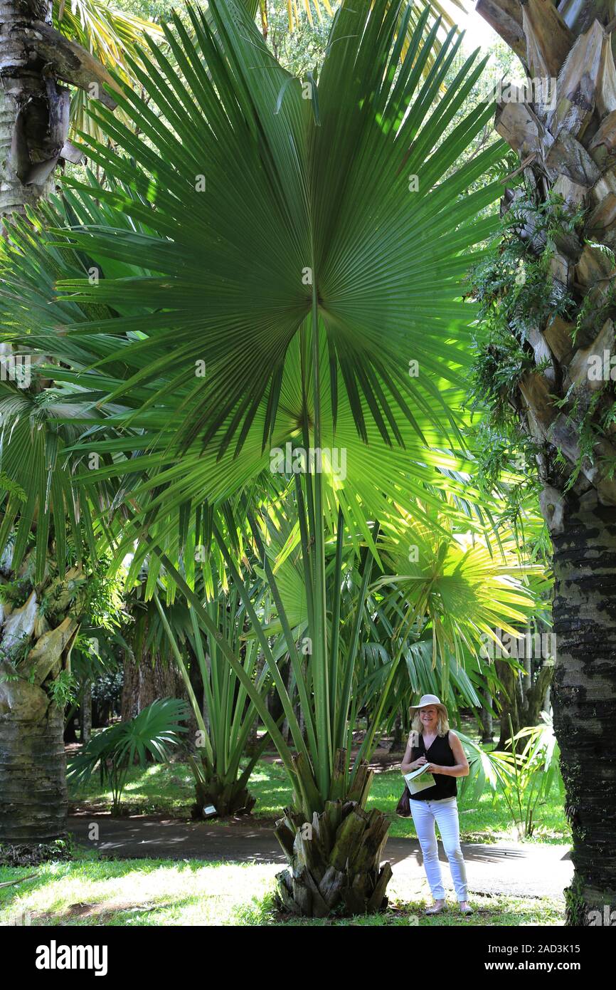 Mauritius, Blatt eines Talipot palm im Größenvergleich, Corypha umbraculifera Stockfoto