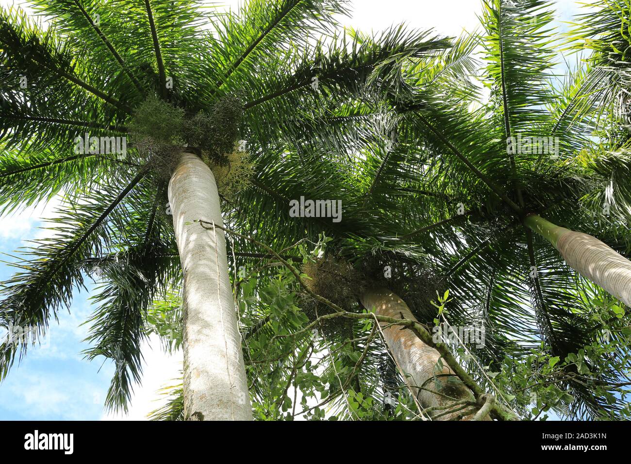 Mauritius, Botanischer Garten, Karibik Royal Palm, Roystonea oleracea Stockfoto