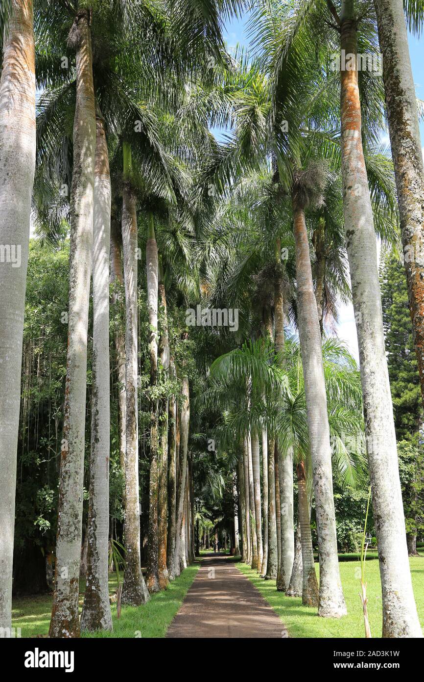 Mauritius, der Botanische Garten, die Palm Avenue mit Karibik Royal Palm Tree Stockfoto