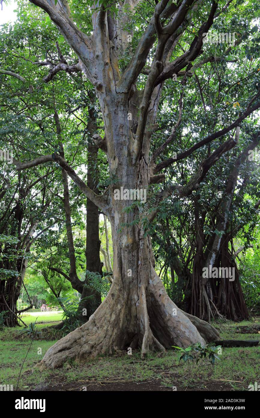 Mauritius, Botanischer Garten, tropischer Wald, Baumwurzeln Stockfoto