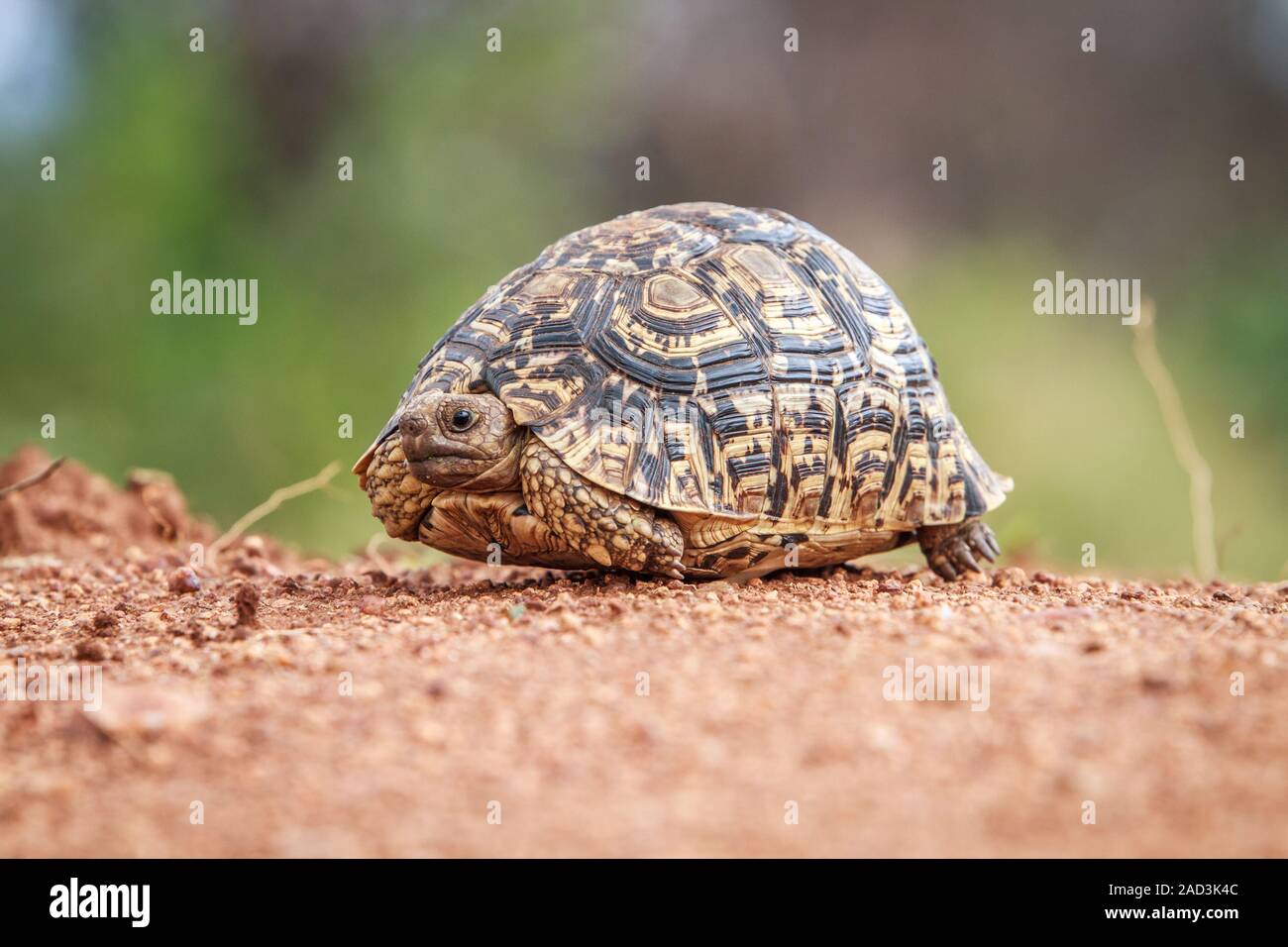 Leopard Schildkröte zu Fuß auf der Straße. Stockfoto