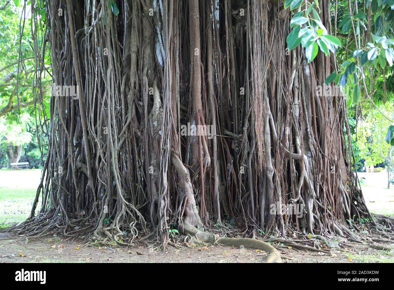 Mauritius, Pamplemousses, Ficus elastischem, luftwurzeln der Gummibaum, Stockfoto