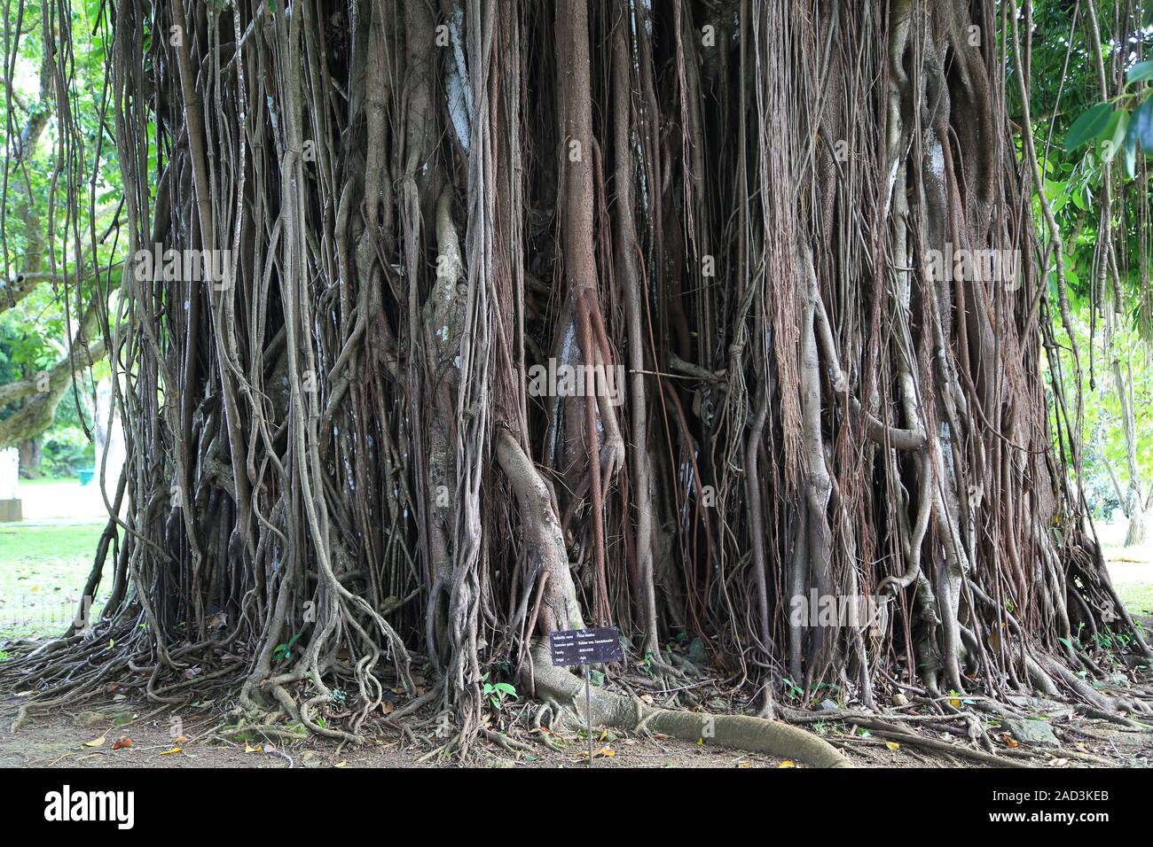 Mauritius, Pamplemousses, Ficus elastischem, Gummibaum, luftwurzeln der Gummibaum Stockfoto