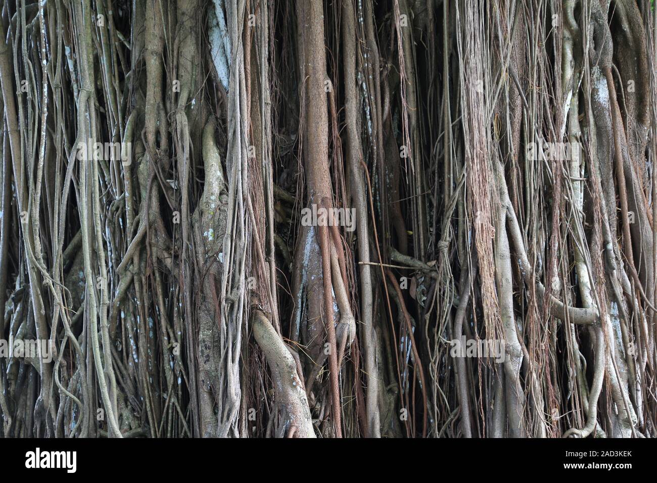 Mauritius, Pamplemousses, Ficus elastischem, Gummibaum, luftwurzeln der Gummibaum Stockfoto
