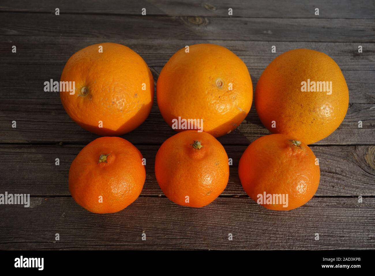 Citrus x Clementina, Citrus x sinensis, Clementine, Orange Stockfoto