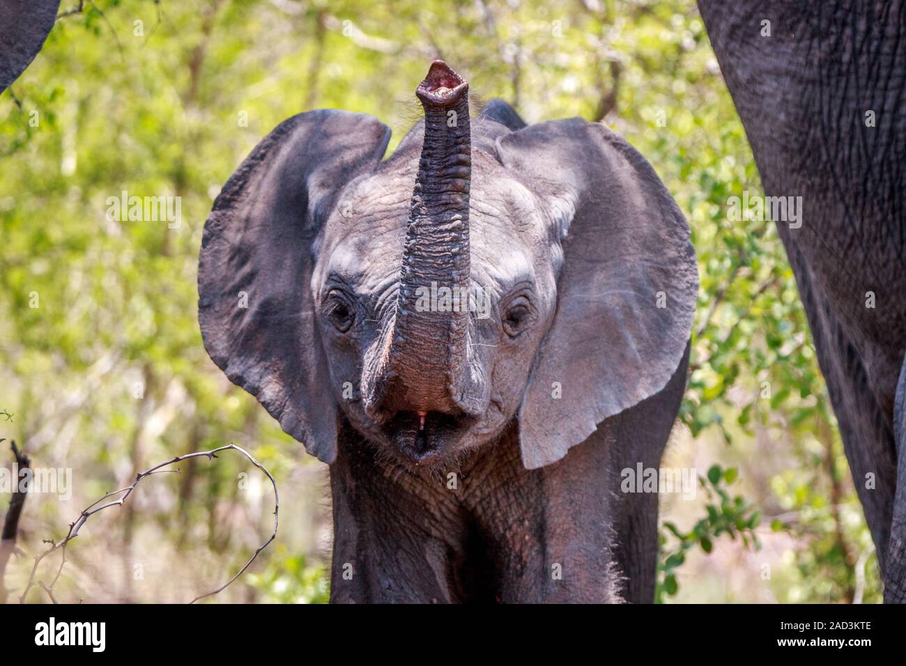 Lustige Elefant im Kruger. Stockfoto
