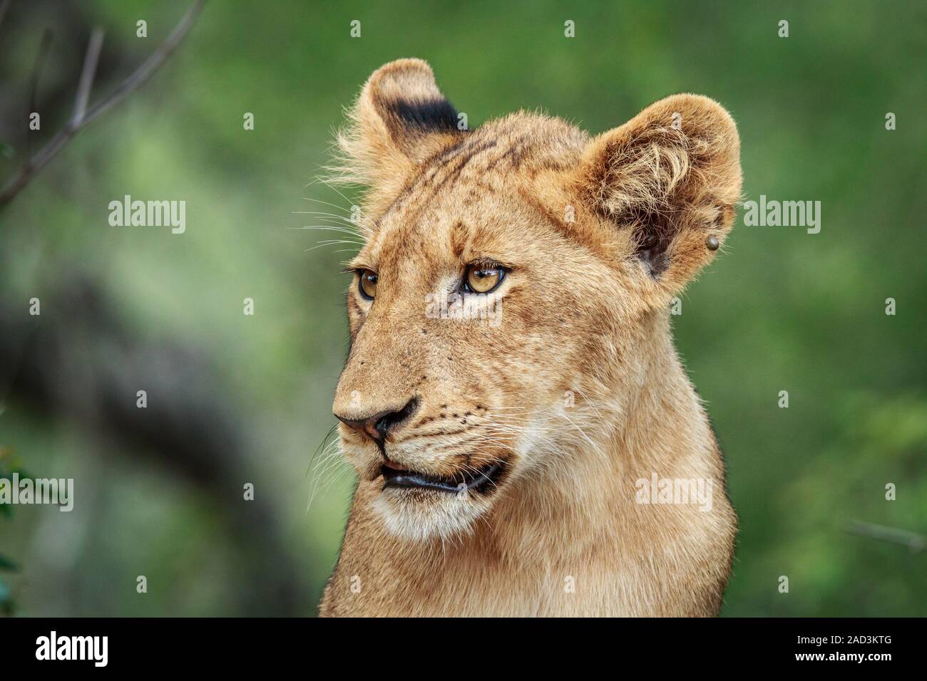 Seite Profil eines Lion Cub. Stockfoto