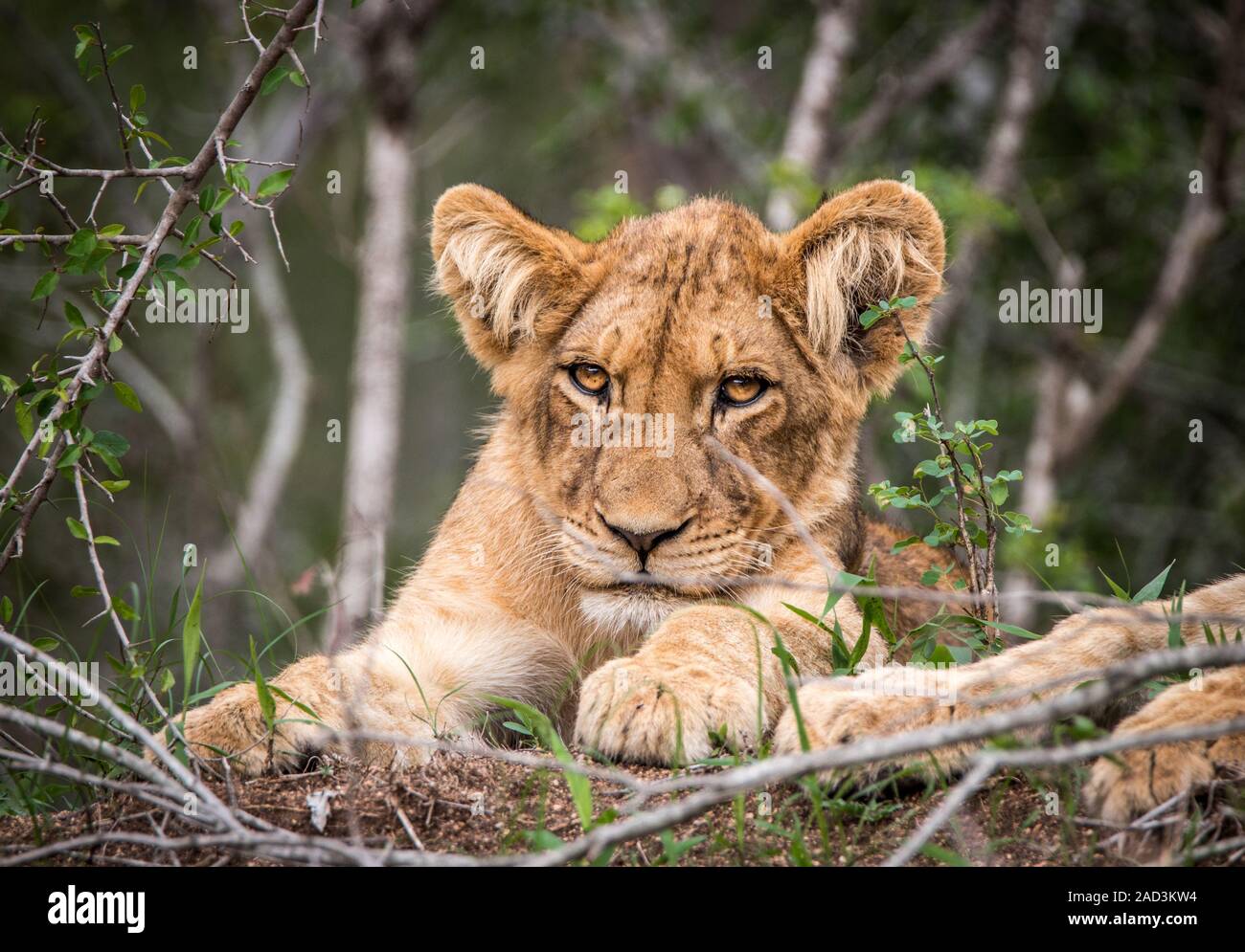 Lion cub starring in die Kamera. Stockfoto