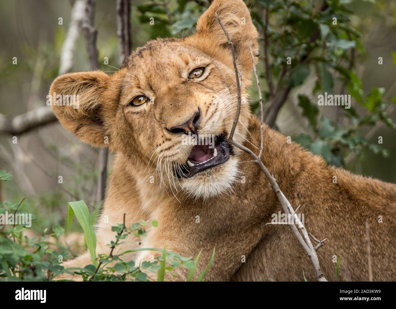 Lion cub spielen im Gras. Stockfoto