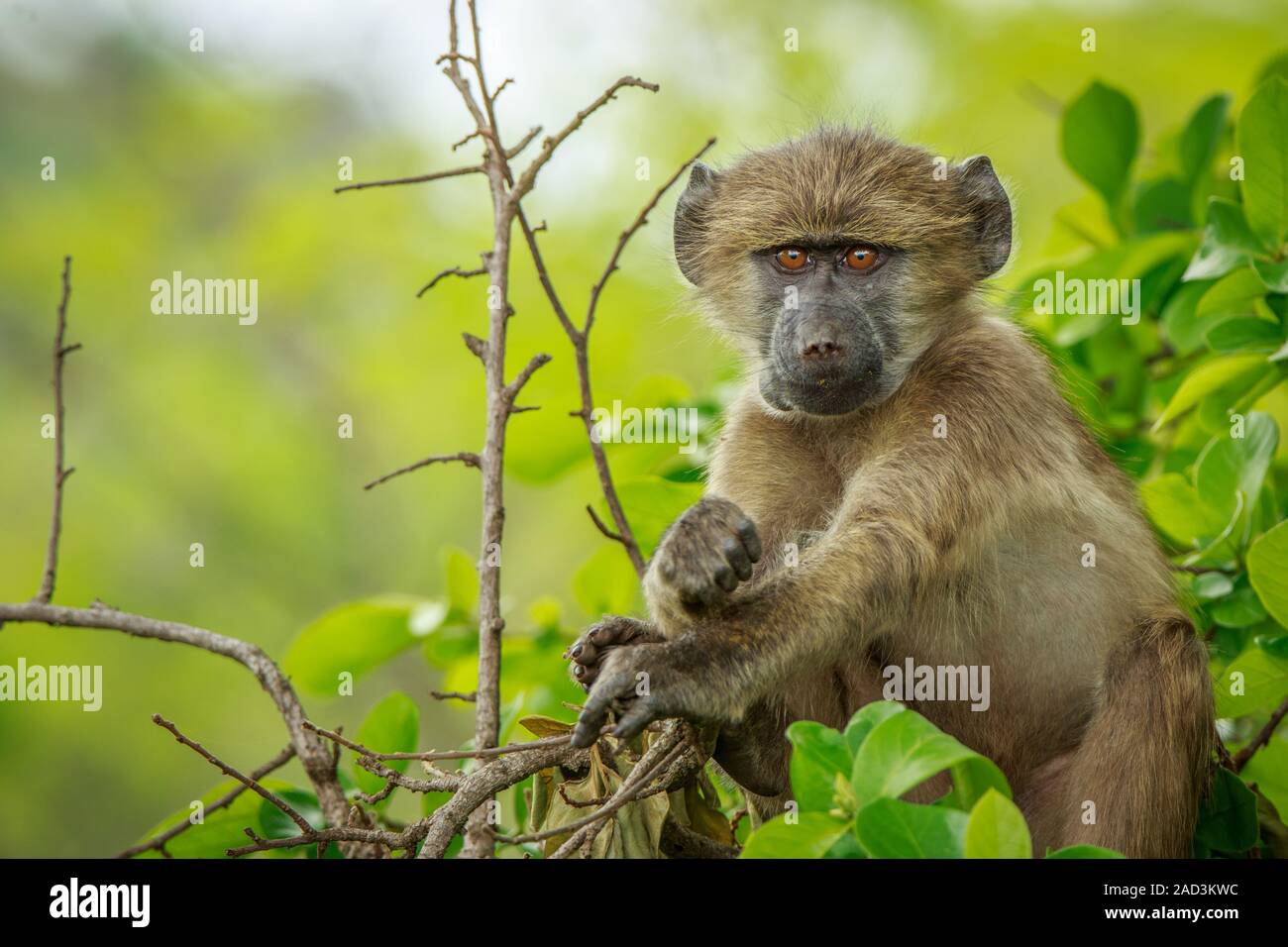 Baby Pavian entspannen im Baum. Stockfoto