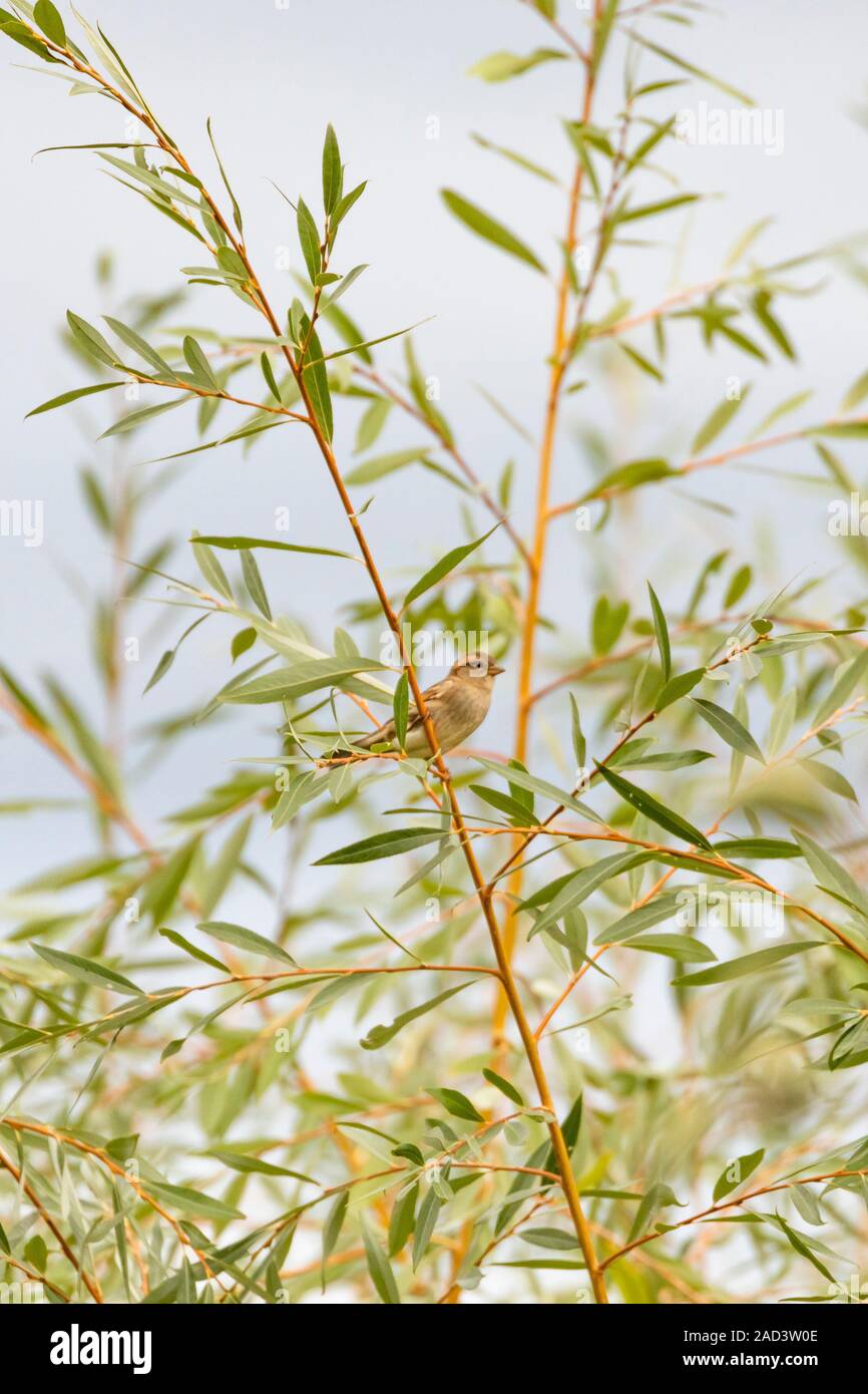 Haussperling - passereaux (Passer domesticus), Auvergne, Frankreich. Stockfoto