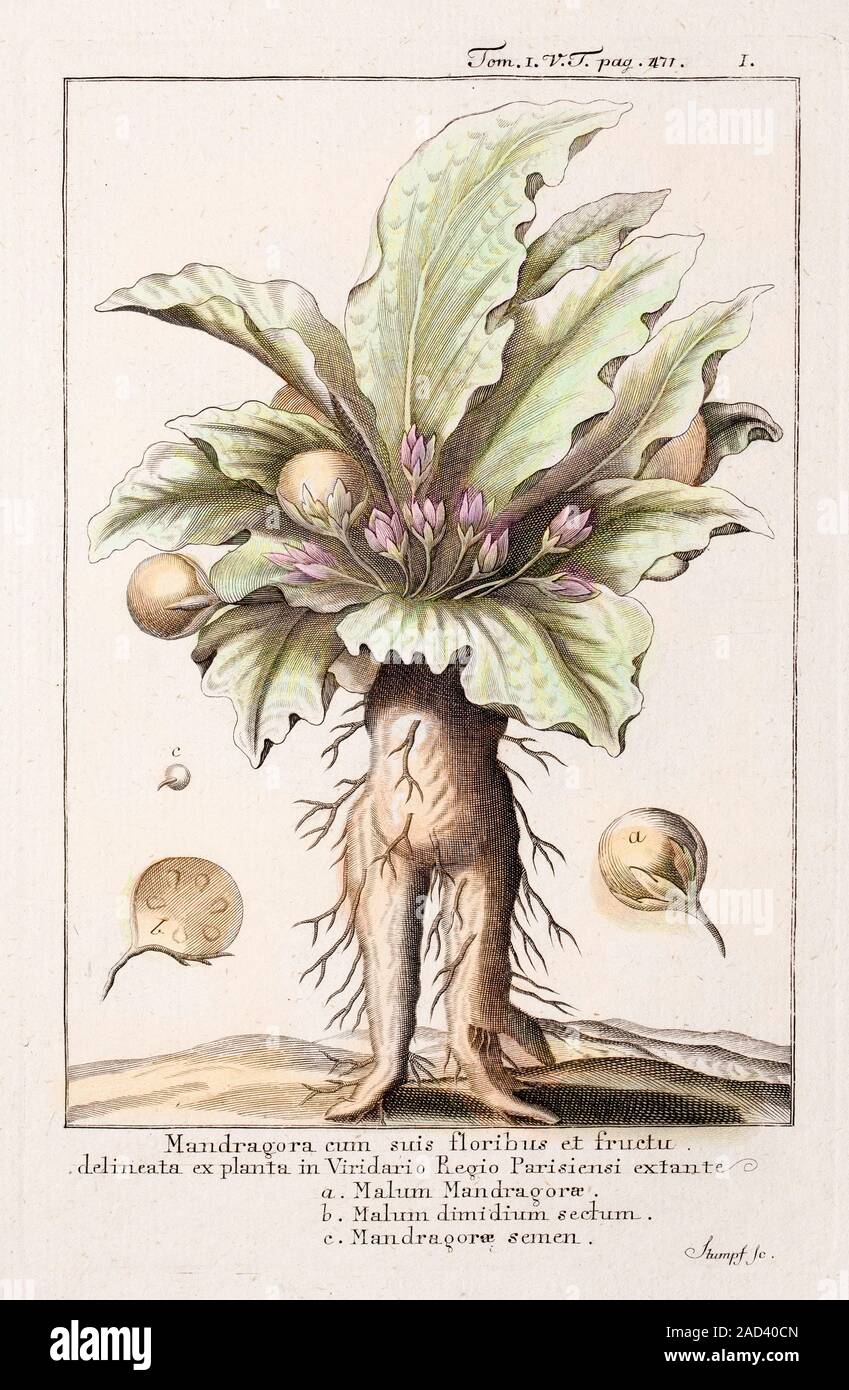Mandrake Pflanze, aus dem 18. Jahrhundert Abbildung. Die Alraune (Mandragora  officinarum) enthält halluzinogene Tropan-alkaloid Alkaloide, und hat  medizinischen Wert in Stockfotografie - Alamy