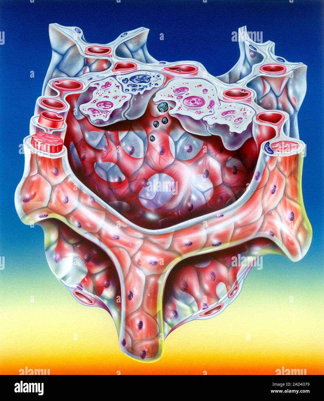 Alveolus Anatomie der Lunge, Illustration. Die lungenbläschen sind die ...