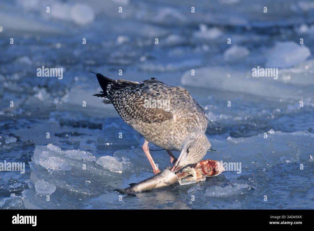 Europäische Silbermöwe Larus argentatus und Cod/- Gadus morhua Stockfoto