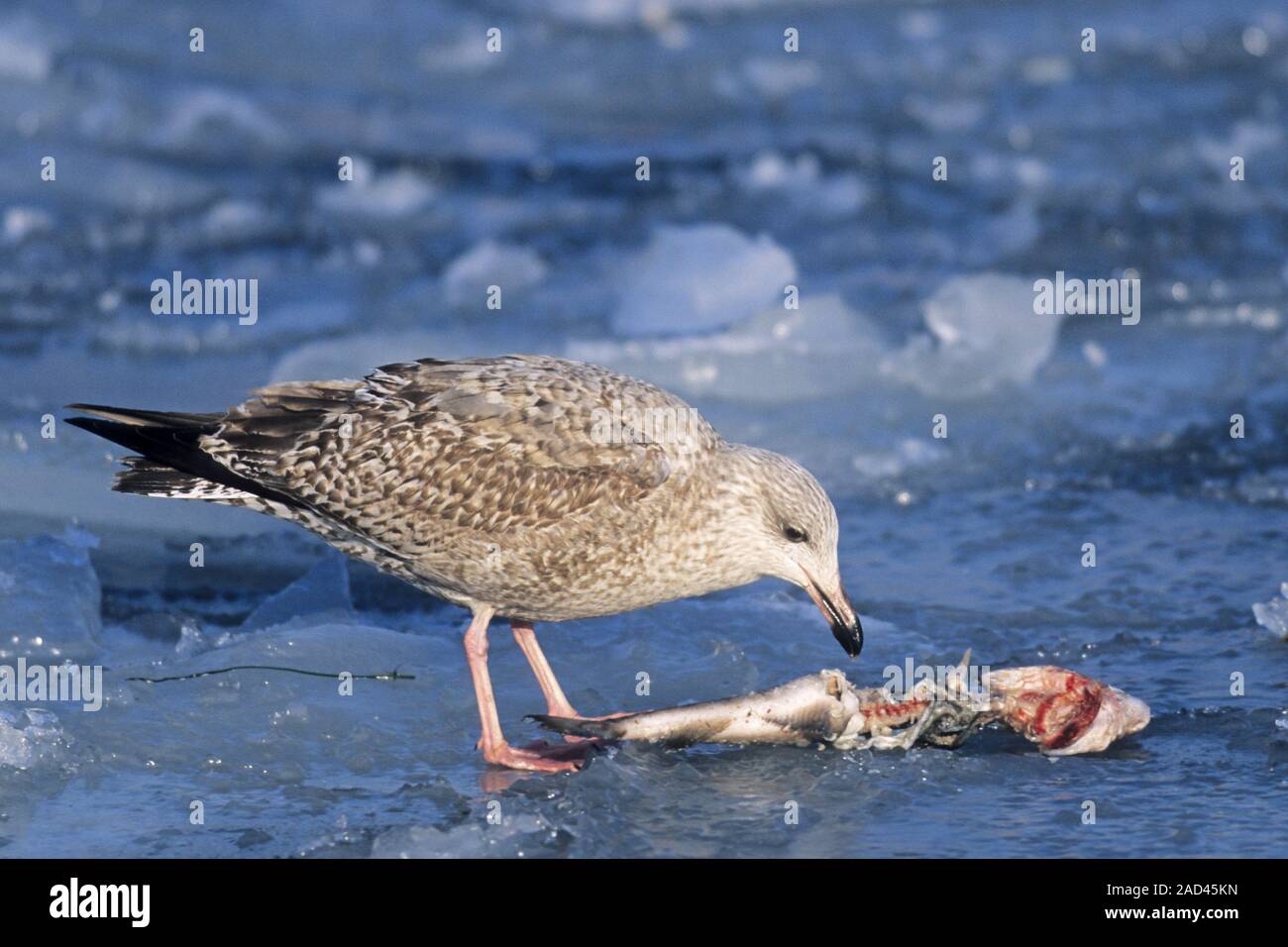 Europäische Silbermöwe Larus argentatus und Cod/- Gadus morhua Stockfoto