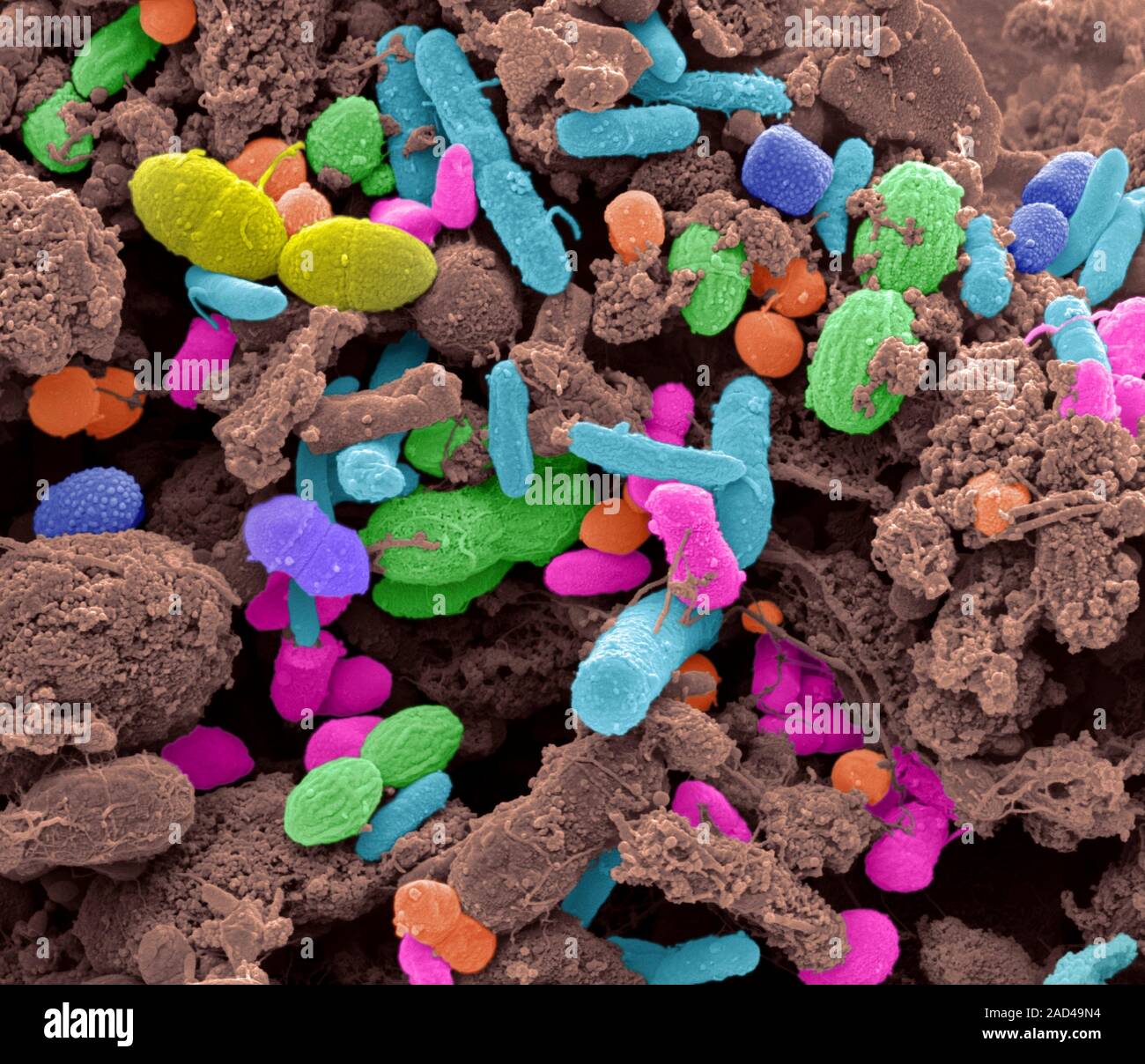 Fäkalbakterien. Scanning Electron Micrograph (SEM) von verschiedenen