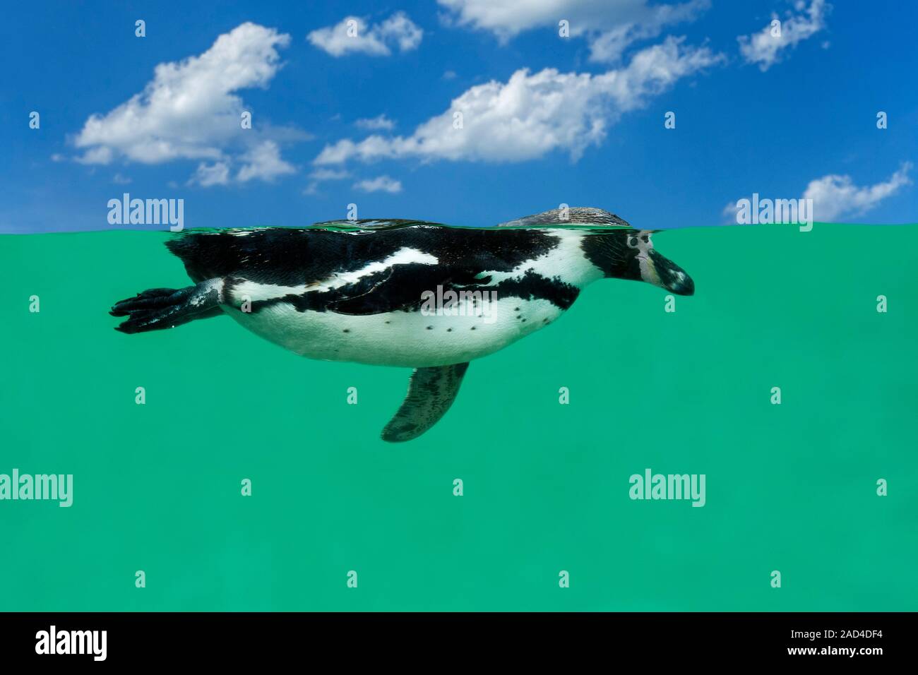 Humboldt-pinguin (Spheniscus Humboldti) Schwimmen unter Wasser in Sea/Pazifischer Ozean, beheimatet in Küstengebieten Chile und Peru. Stockfoto